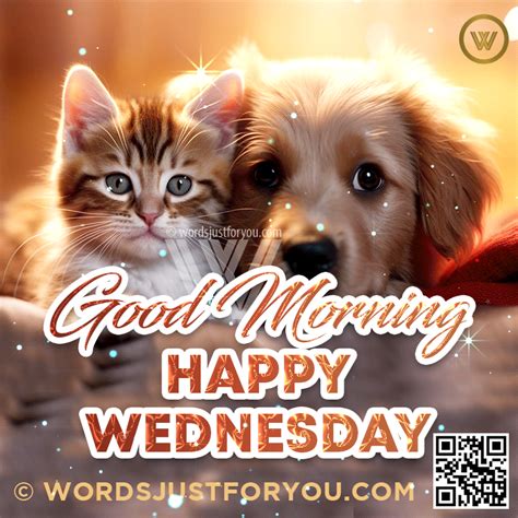 good morning cat gif|good morning wednesday cats images.